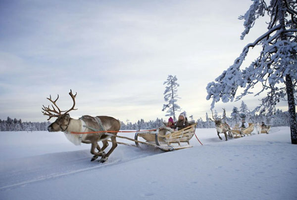 Reindeer sleigh ride in Finland